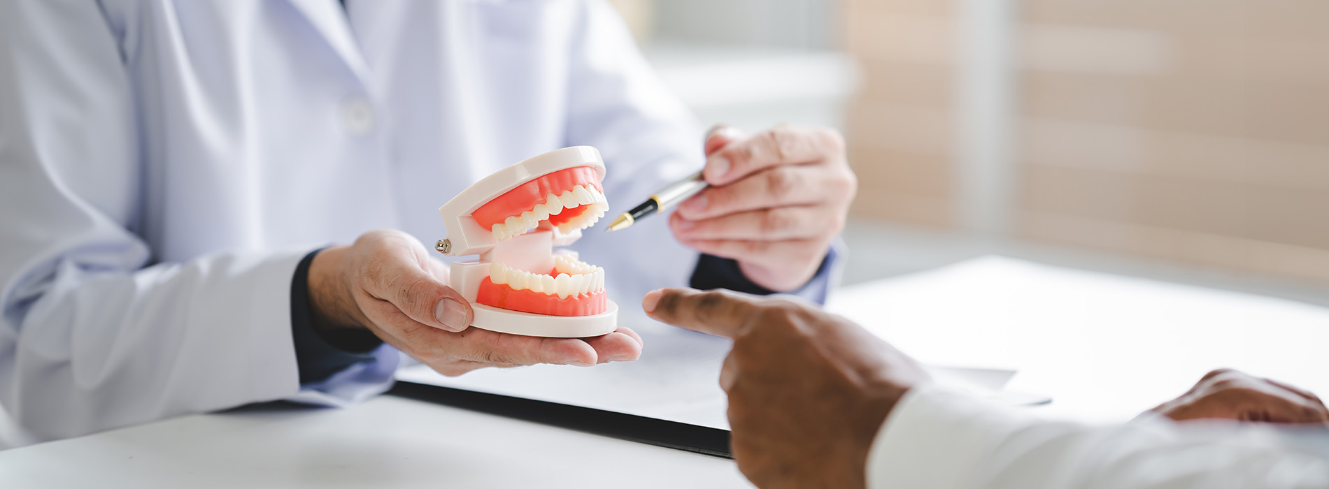 The image shows a dental professional holding up a model jaw with teeth and gums, likely for educational purposes, while another person observes closely.